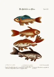 The Goldfish from China